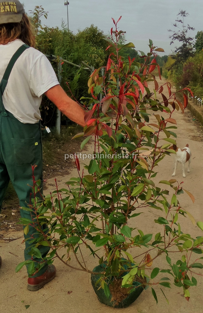 Grand photinia